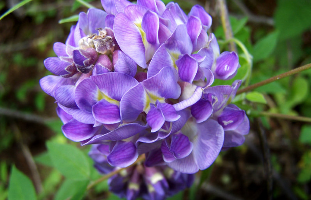 Dolichos الأرجواني (Lablab purpureus).