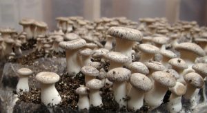 Thuis paddenstoelen kweken - instructies voor beginners: een beschrijving met het voorbeeld van oesterzwammen, champignons, mycelium. De subtiliteiten van dit bedrijf (foto en video) + beoordelingen