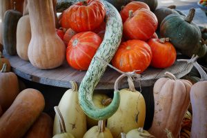 Pumpkin: description of the 30 best varieties with Photos. Types, Classification