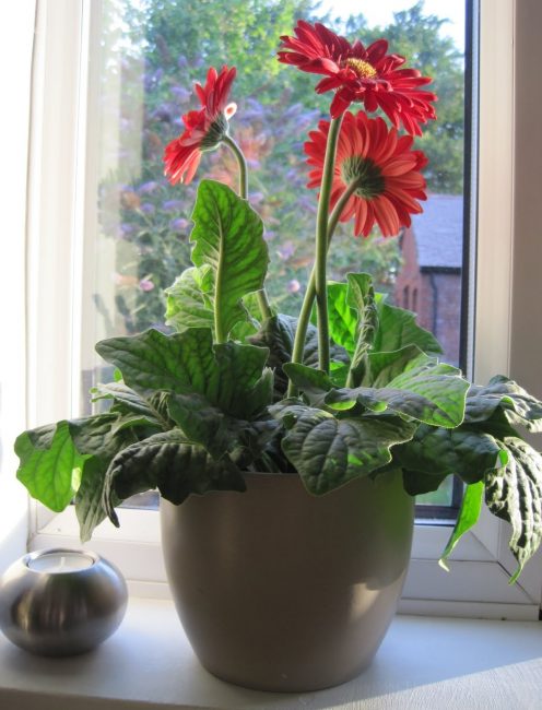 daisies in a pot