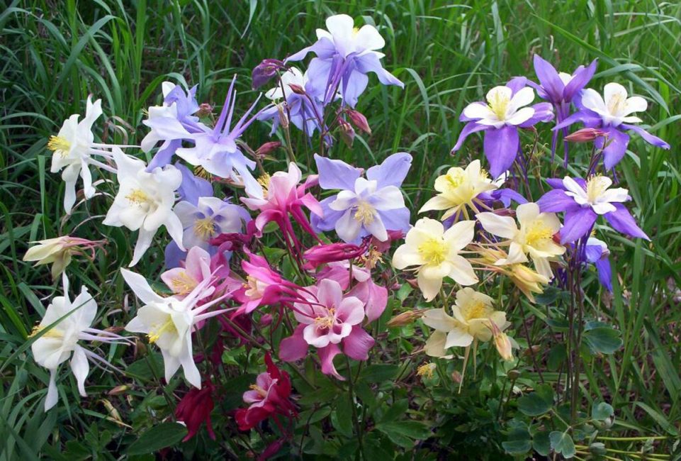 aquilegia في المجال المفتوح