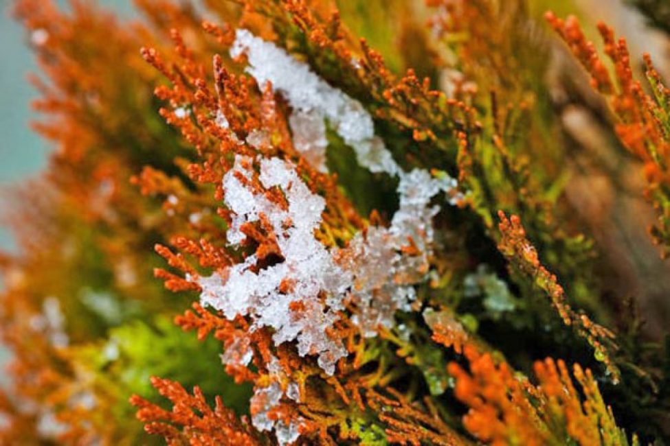 أصناف Thuja Elvangeriana في الشتاء. في الصيف يكون الضوء أخضر.