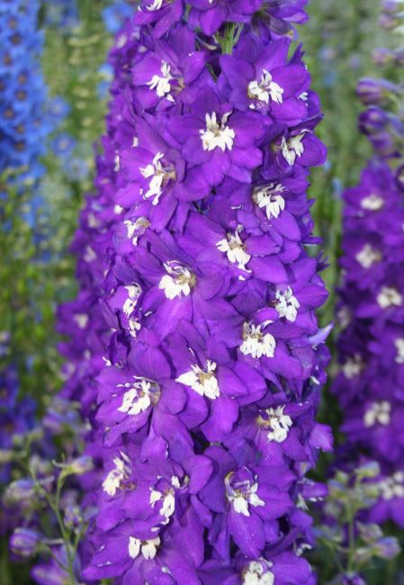 Delphinium elatum New Millennium Purple Passion)