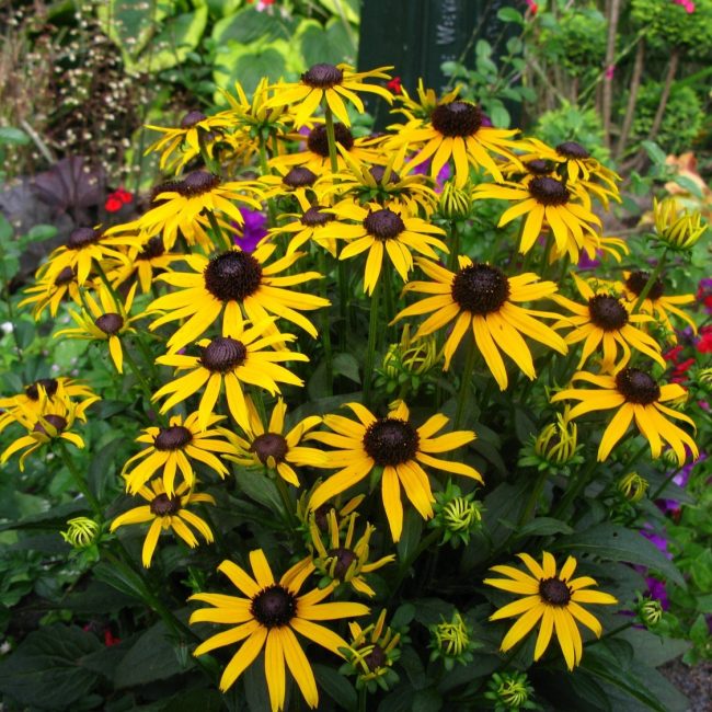 خصائص rudbeckia