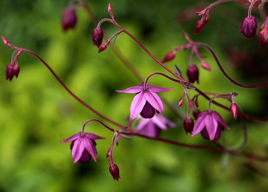 Aquilegia ecalcarata