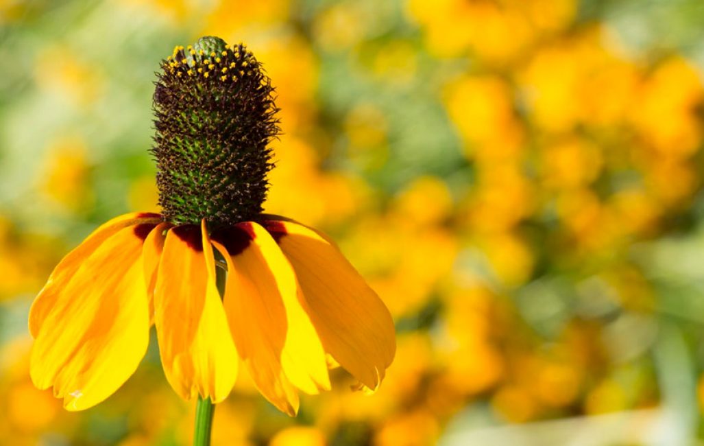 rudbeckia قفل