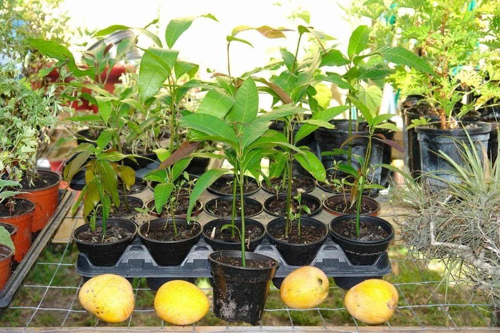 Germination de mangue dans de petits pots