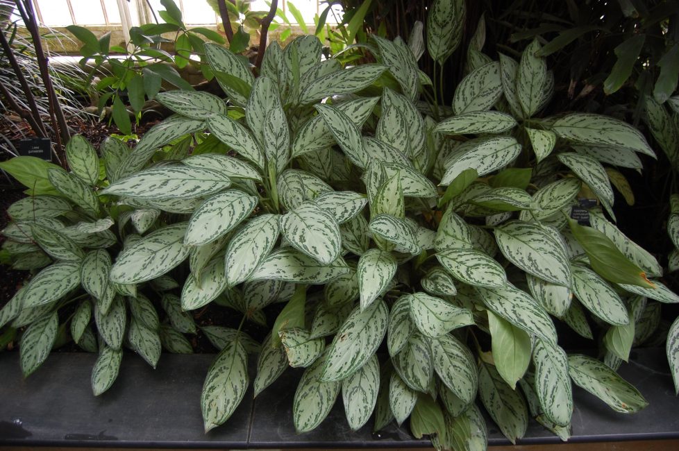 تفضل Aglaonema المساحة المظللة والإضاءة المنتشرة.