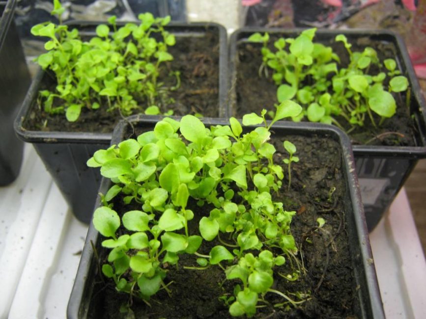 Lobelia seedlings