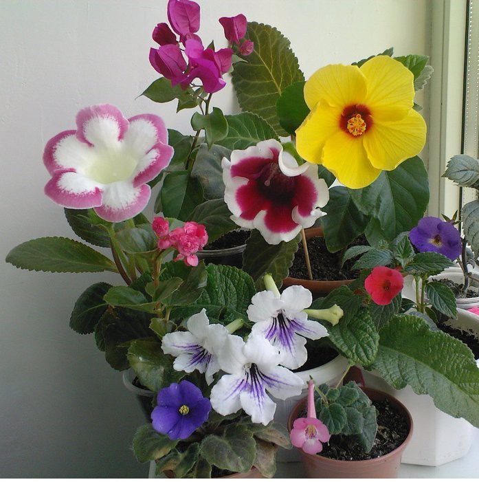 Mini-gloxinia بصحبة أخت أكبر