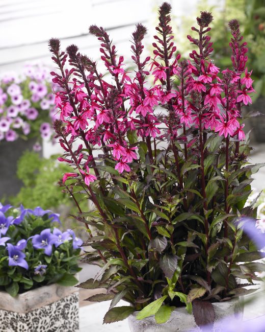 perennial lobelia