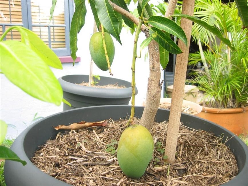 Mangue fruitière dans un grand pot