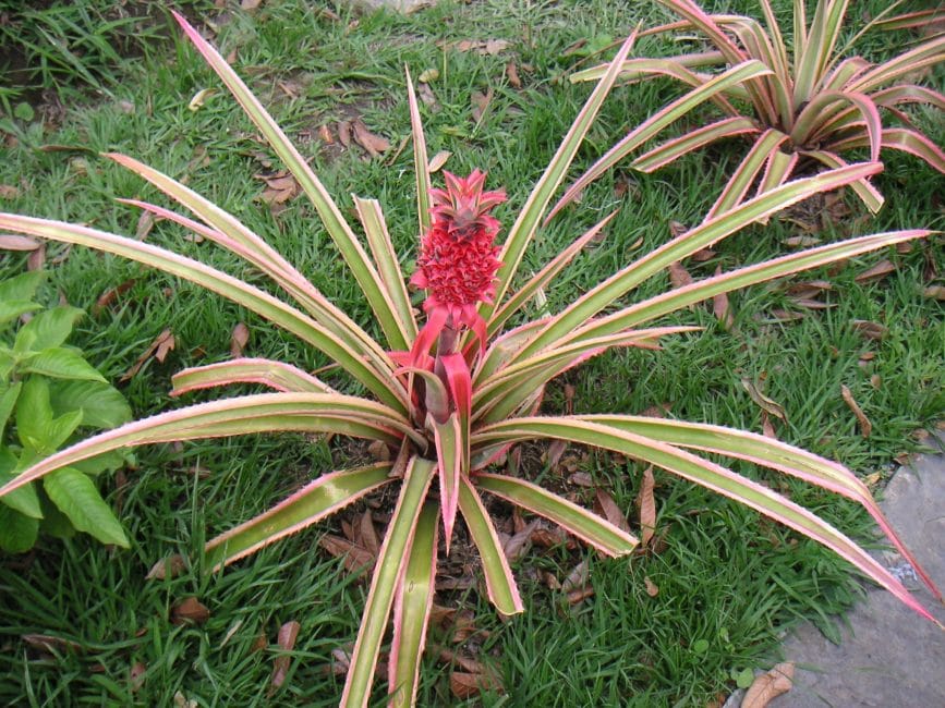 buisson d'ananas