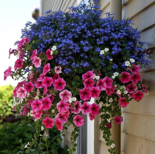 Lobelia and Petunia in a hanging pot