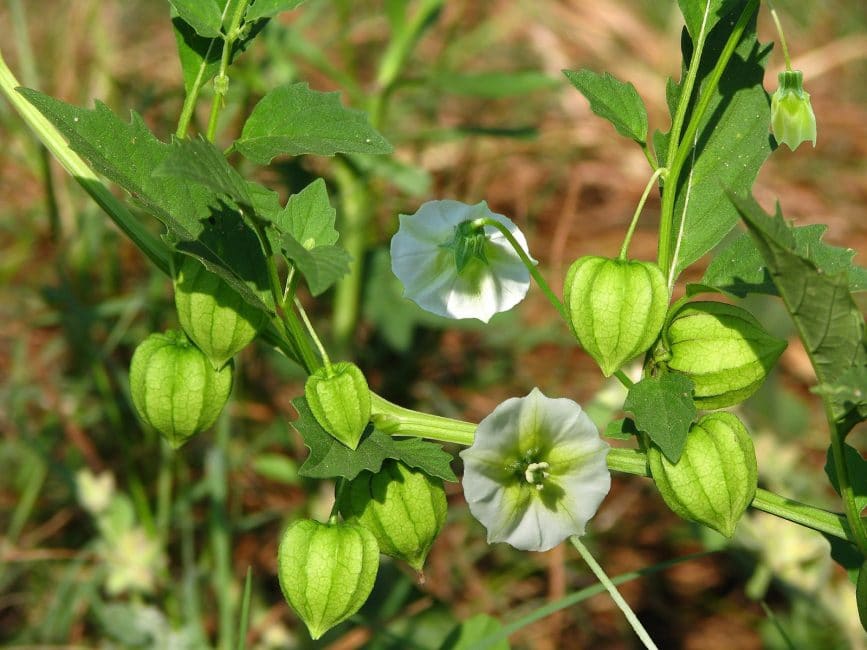 تزهر Physalis