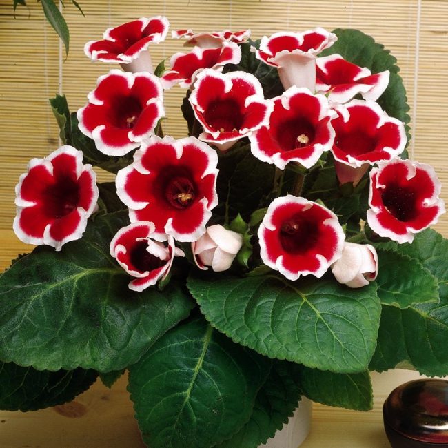 Gloxinia in bloom هو جمال Kustodievskaya الحقيقي!