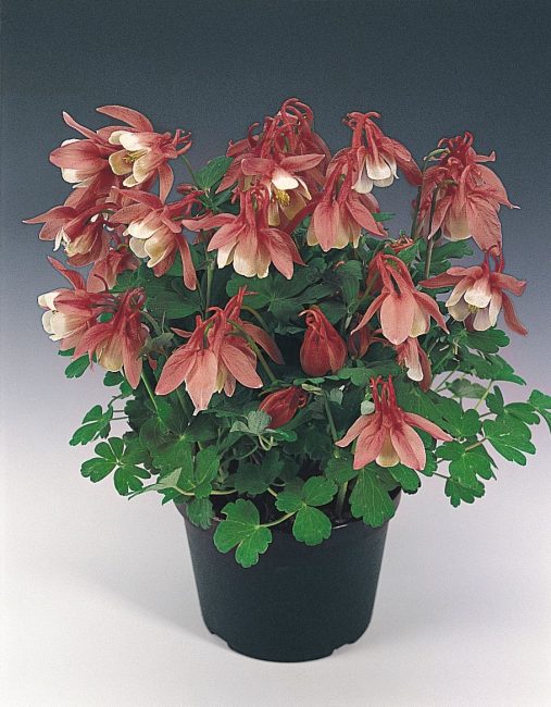 منزل Aquilegia