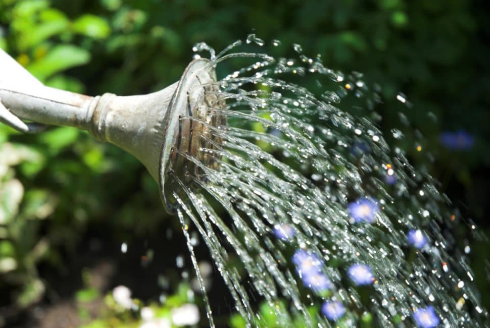 Il est préférable d'utiliser de l'eau bouillie