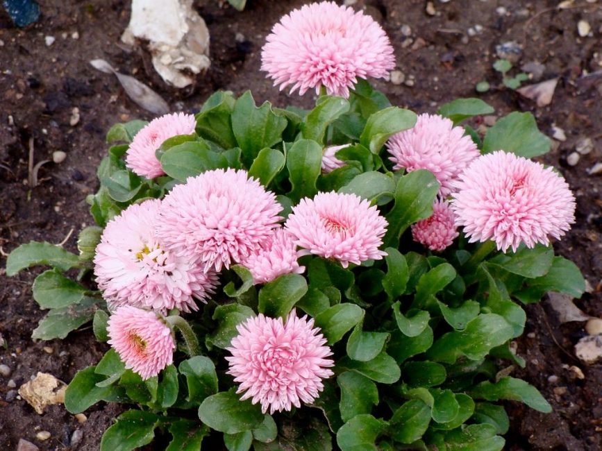 Bush of daisies in open ground