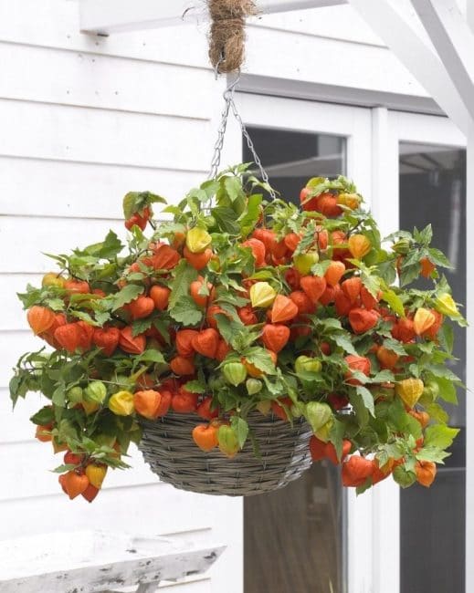 معلقة الغراس مع Physalis