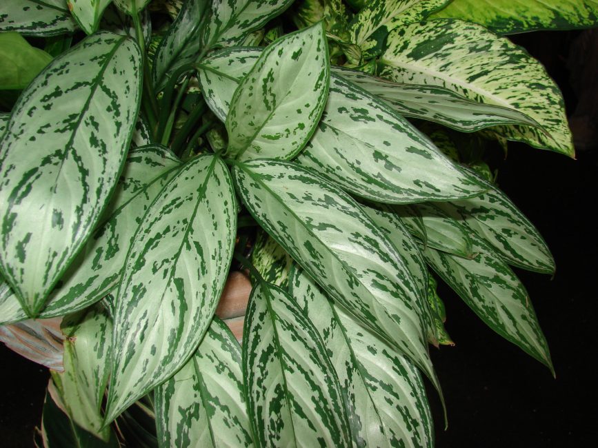 Aglaonema مستطيل