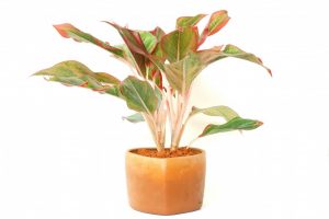 Aglaonema: الوصف ، والرعاية المنزلية ، والتكاثر ، والأصناف (100+ صورة وفيديو) + التعليقات