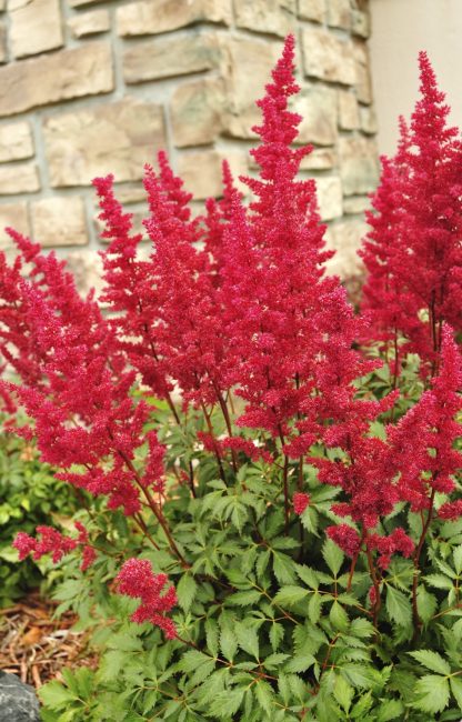 Astilbe - مشرق وغير عادي