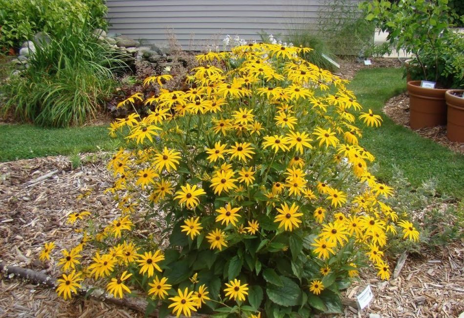 الزهور التي لا تخاف من خريف البرد والطقس السيئ rudbeckia