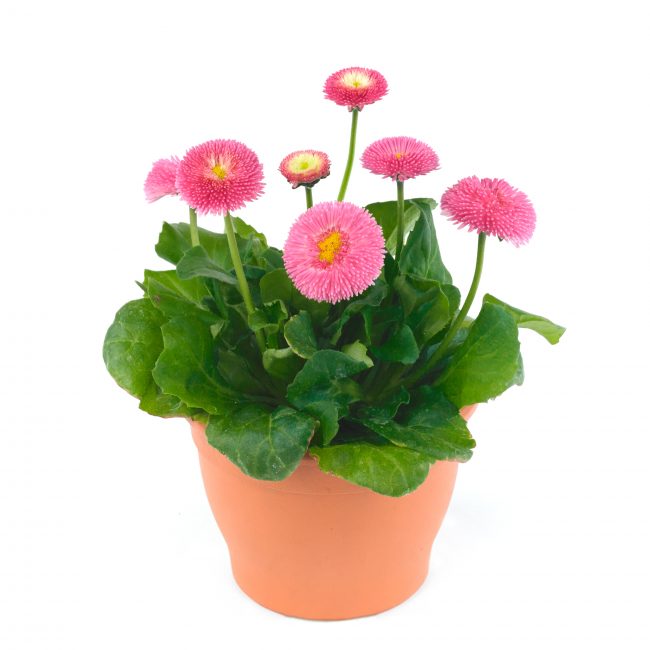 Daisies Bellis perennis Belladaisy Pink