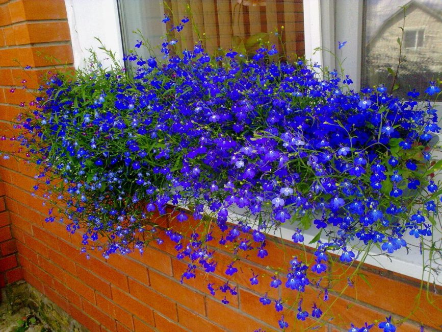 Lobelia sapphire