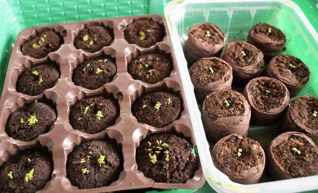 Picked lobelia seedlings