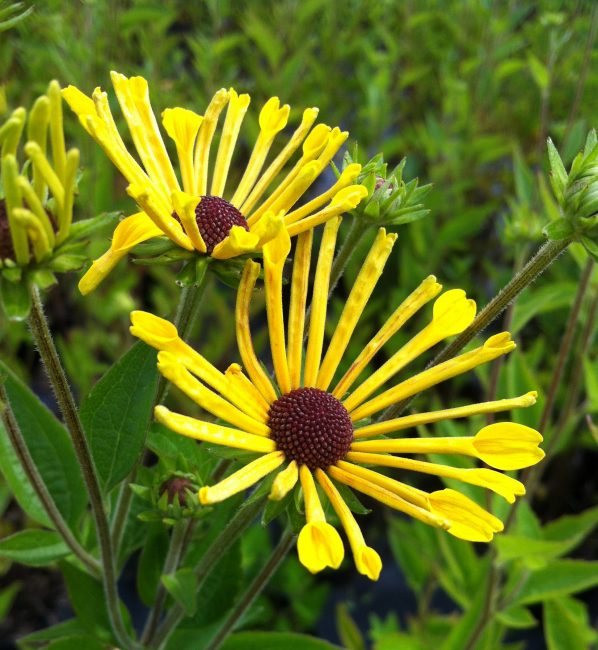 النجوم الساطعة من rudbeckia