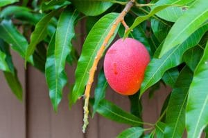 Mango: description, planting and growing from the stone at home, possible diseases (Photo & Video) + Reviews