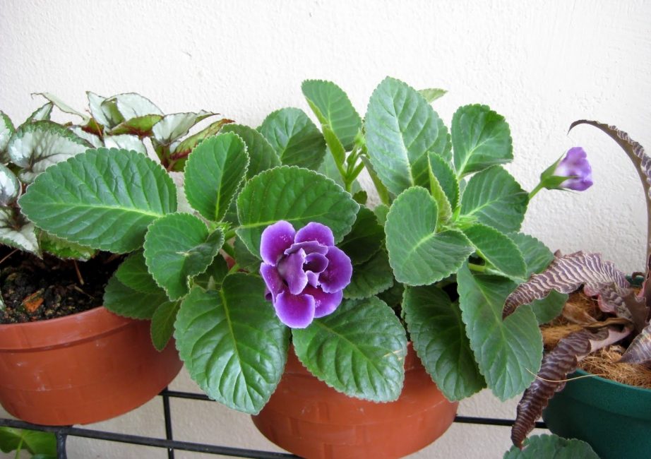 Gloxinia في حديقة المنزل الصغيرة