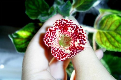 زهرة صغيرة صغيرة gloxinia