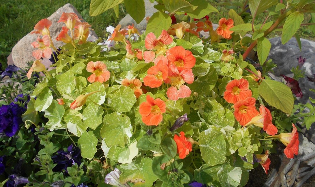 Nasturtium