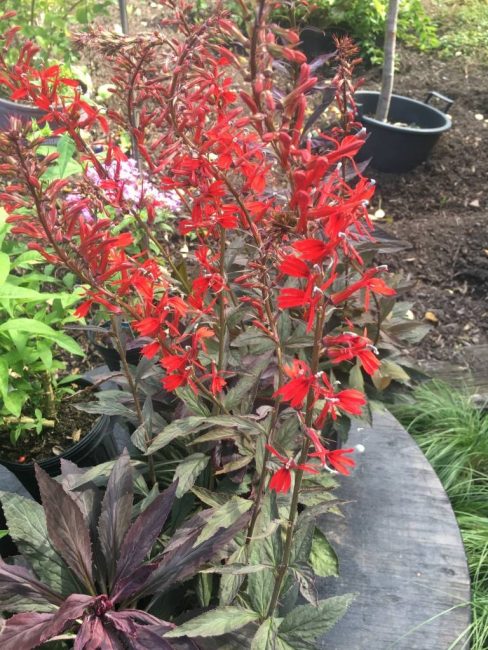 Lobelia in a flower bed