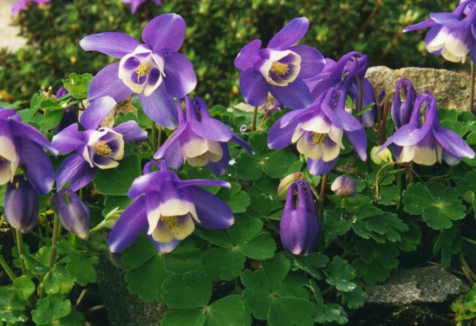 تلطيخ Aquilegia