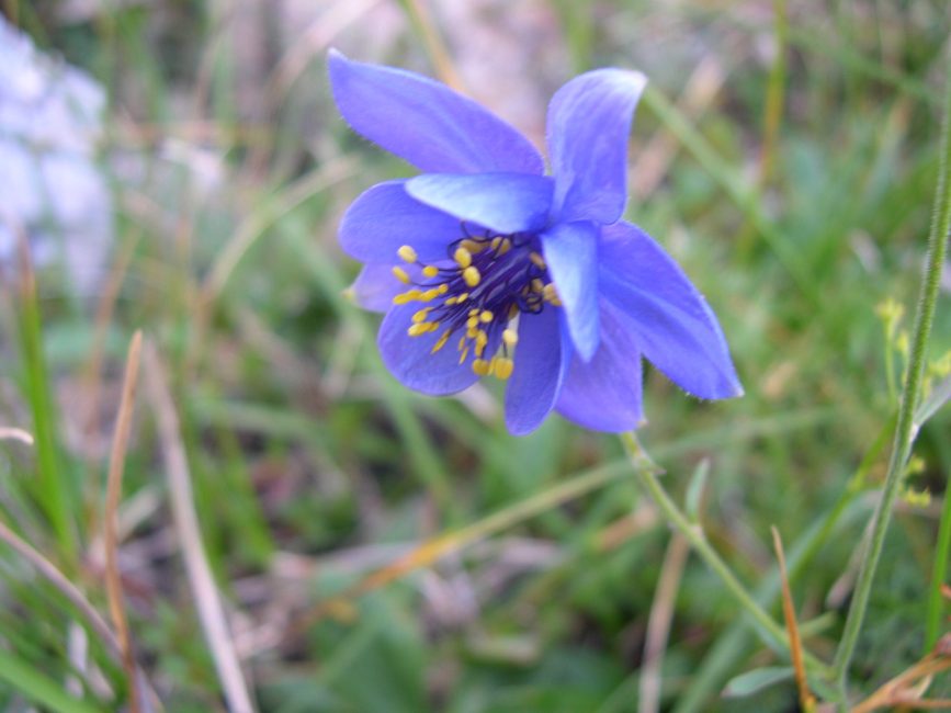 Aquilegia Einseliyskaya