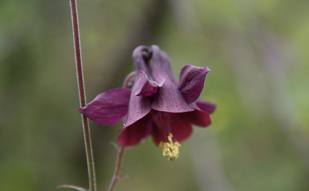 Aquilegia الظلام