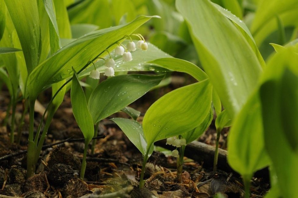 قد زنبق الوادي (Convallaria Majalis)