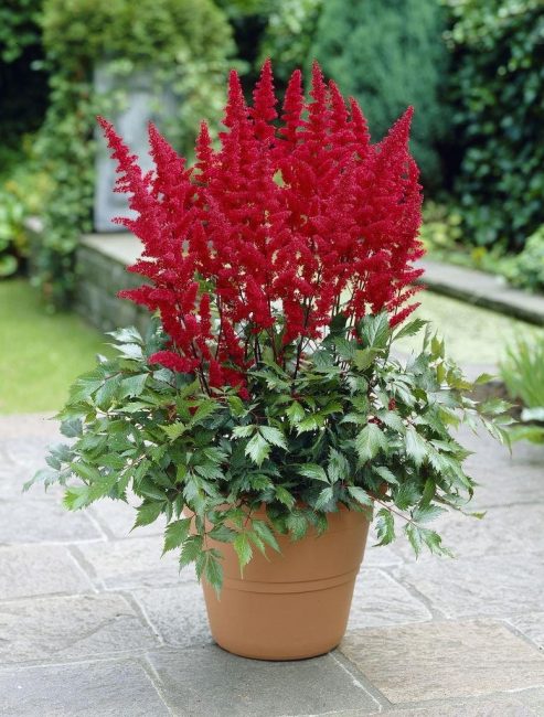 نمت Astilbe في إناء