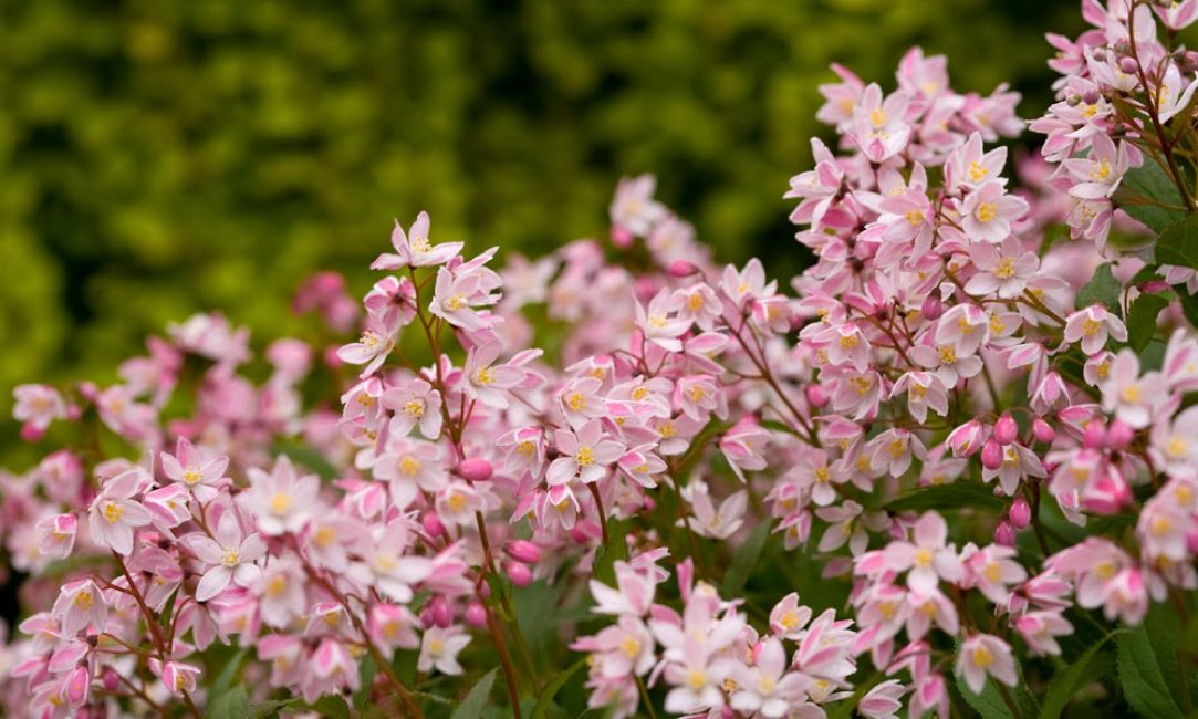 Deutzia Yuki Cherry Blossom / Deutzia Yuki Cherry Blossom