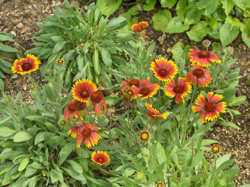 Gaillardia hybrida