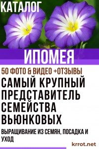 Ipomoea: الوصف ، الأصناف الشعبية ، النمو من البذور ، الغرس والرعاية (50+ صور وفيديو) + التعليقات