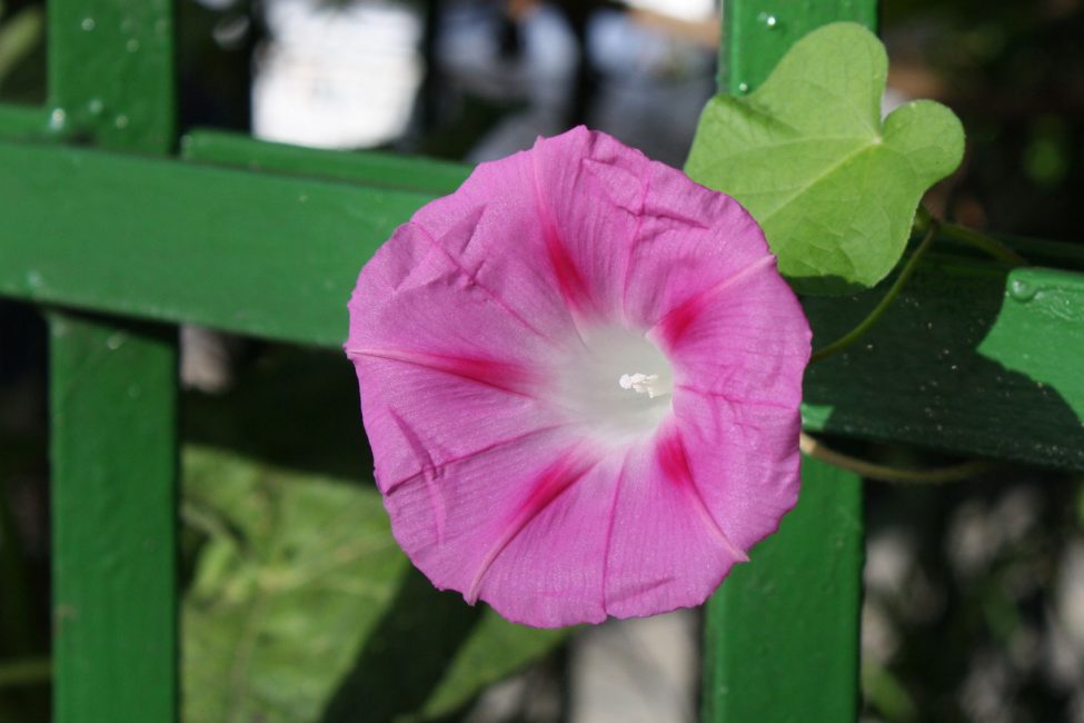 Ipomoea الالوان الثلاثة