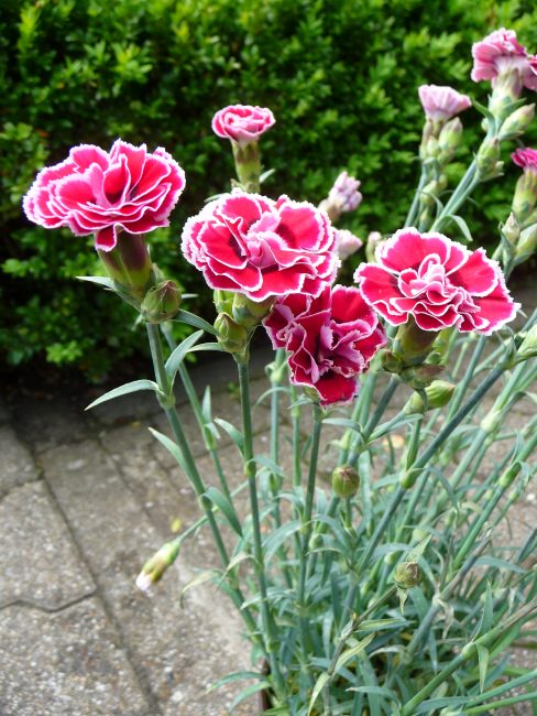 Dianthus caryophyllus قرنفل