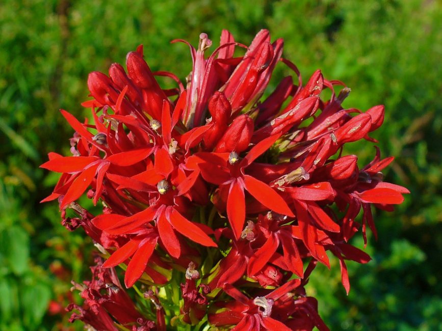 lobelia cardinalis