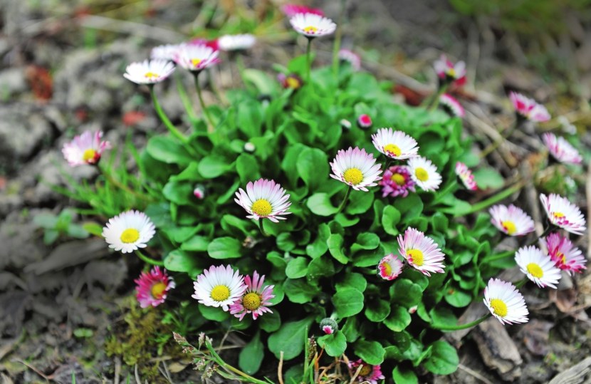 Hens and Chickens Daisy (Bellis Perennis Prolifera) Daisy