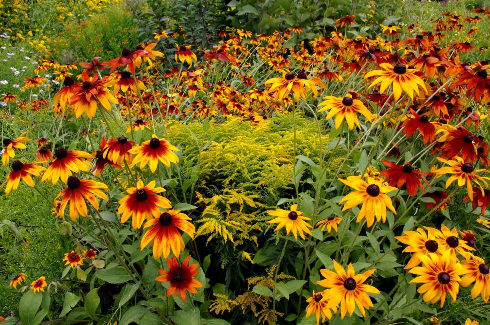 Rudbeckia مشعر - مثل الضوء الساطع يتلألأ بألوانه الدافئة.